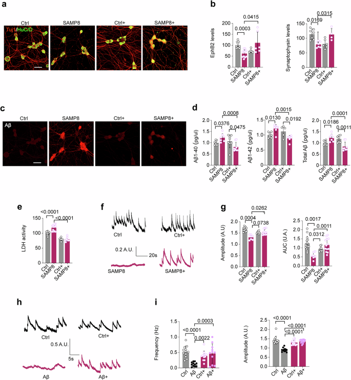 Fig. 4: Butyrate protects enteric neurons against Aβ.