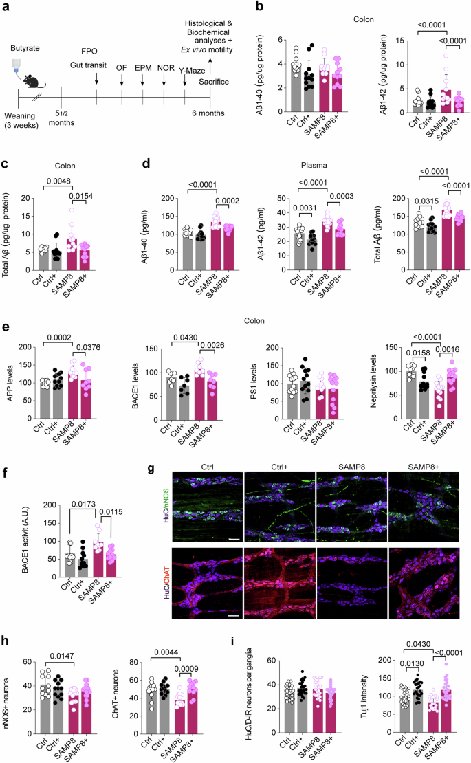 Fig. 5: butyrate reduces Aβ production and improves cholinergic connectivity in SAMP8 mice.