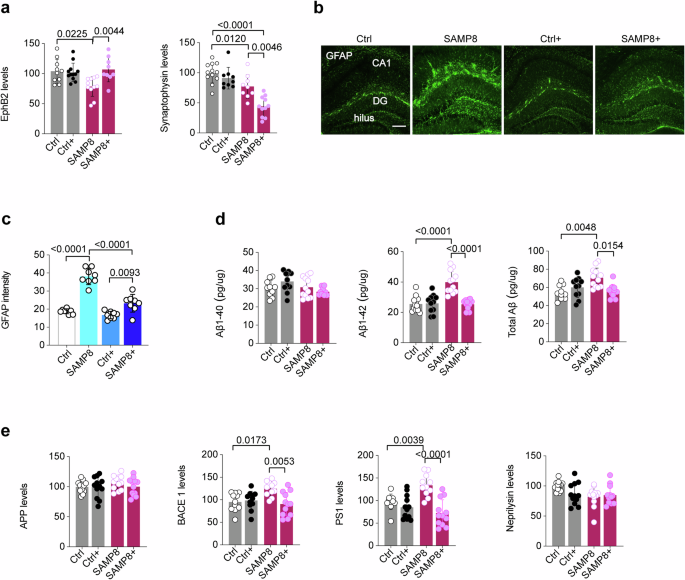 Fig. 8: Butyrate ameliorates amyloid pathology in the brain of SAMP8 mice.