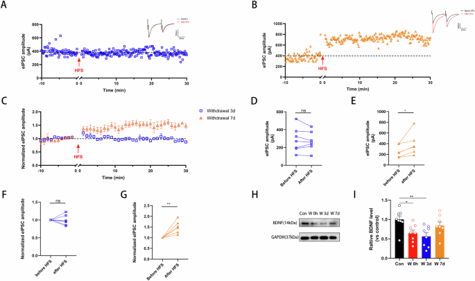 Fig. 3: Impaired LTPGABA by Chronic Ethanol Exposure Recovers after 7 Days of Withdrawal.