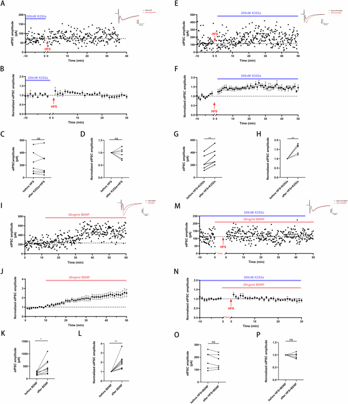 Fig. 4: BDNF induces LTPGABA via TrkB activation in VTA DA neurons.