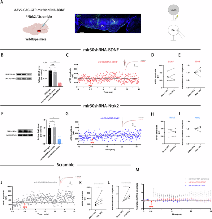 Fig. 5: BDNF-TrkB Signaling is Indispensable for LTPGABA Induction.