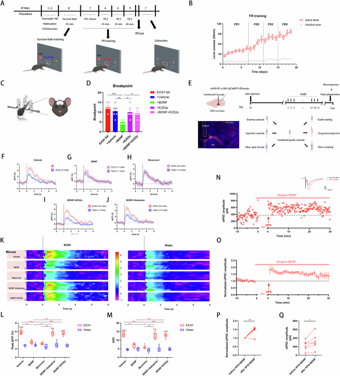 Fig. 6: BDNF Attenuates Ethanol-Seeking Behavior by Restoring GABAergic Inhibition and dynamics of DA Neuron Activity.
