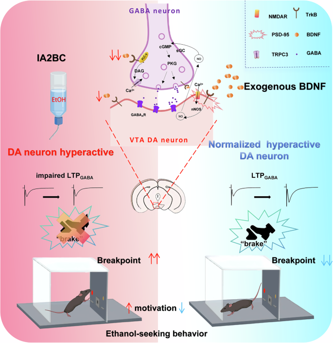 Fig. 7: BDNF Restores Ethanol-Impaired GABAergic Synaptic Plasticity and Reduces Effortful Reward-Seeking Behavior.