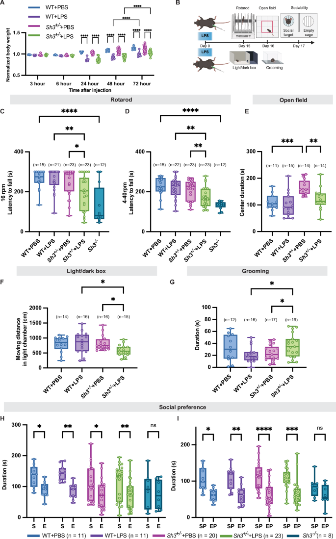 Fig. 1: LPS challenge induced selective behavioral impairments in Sh3+/− mice.