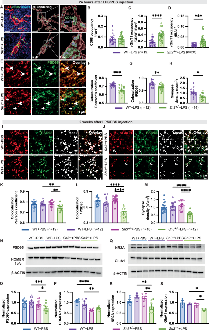 Fig. 5: Microglia activation disrupted synaptic structure in Sh3+/− mice compared to WT mice in response to LPS.