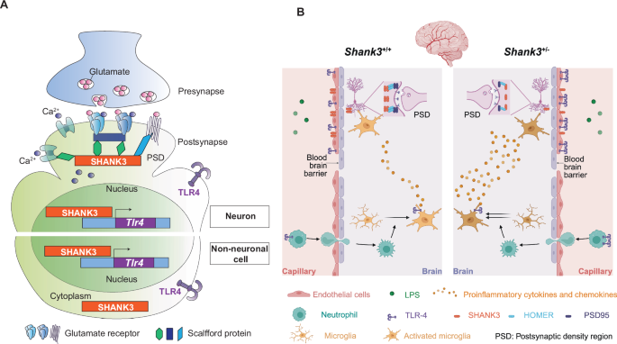 Fig. 6: Summary of increased neuroinflammation susceptibility in Sh3+/− mice.