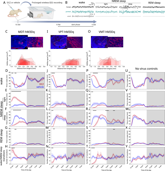 Fig. 1: Chemogenetic activation of distinct thalamic nuclei within three different thalamocortical circuits impairs sleep.