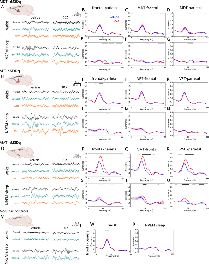 Fig. 3: Chemogenetic activation of thalamus alters oscillatory coherence.