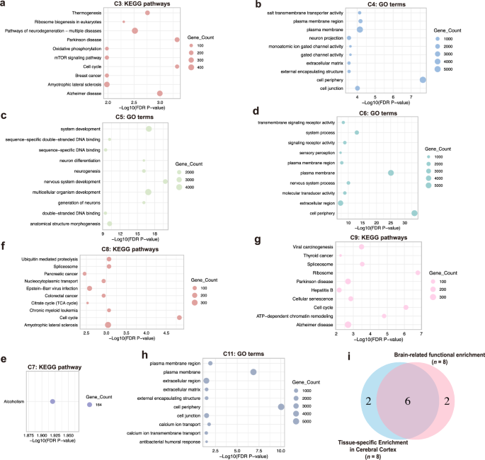 Fig. 3: Functional enrichment analyses identify brain-related epigenetic clusters.