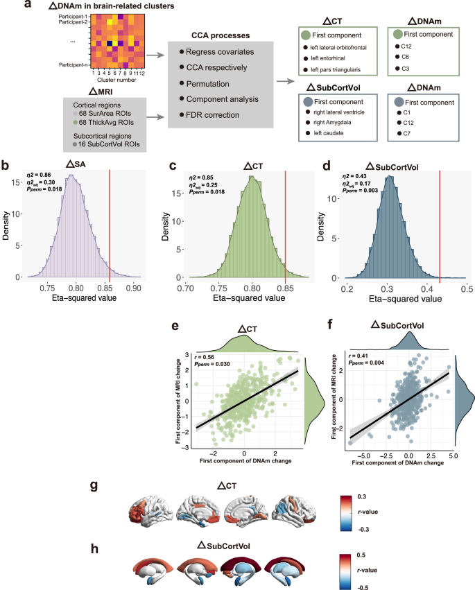 Fig. 4: Multivariate associations between DNAm change and brain maturation.
