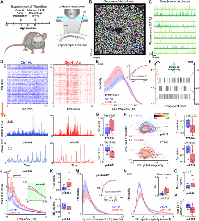 Fig. 1: GluN1-Ab increases intrinsic network synchrony while reducing baseline activity in CA1.