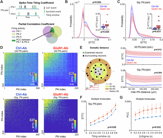 Fig. 2: GluN1-Ab induces intrinsic hypercoupling of CA1 PNs.