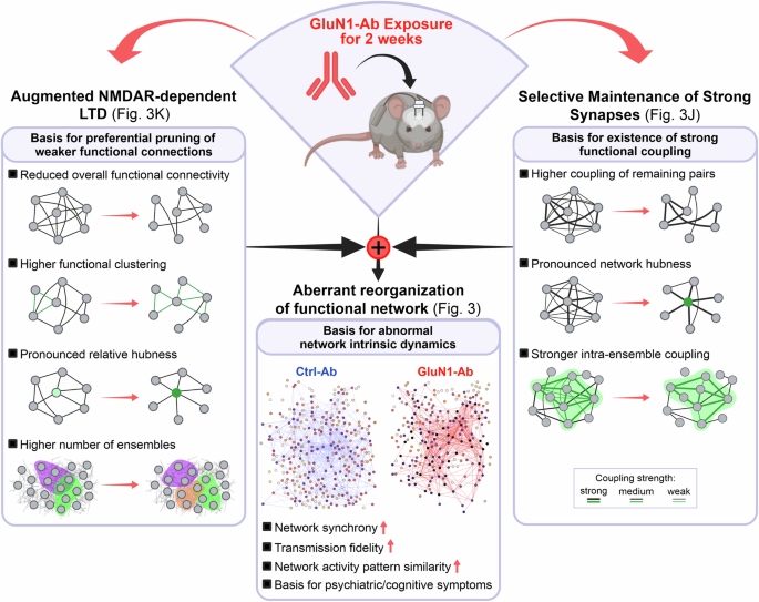Fig. 5: Schematic illustrating proposed mechanism linking synaptic alterations to functional network reorganization and dynamics under GluN1-Ab.