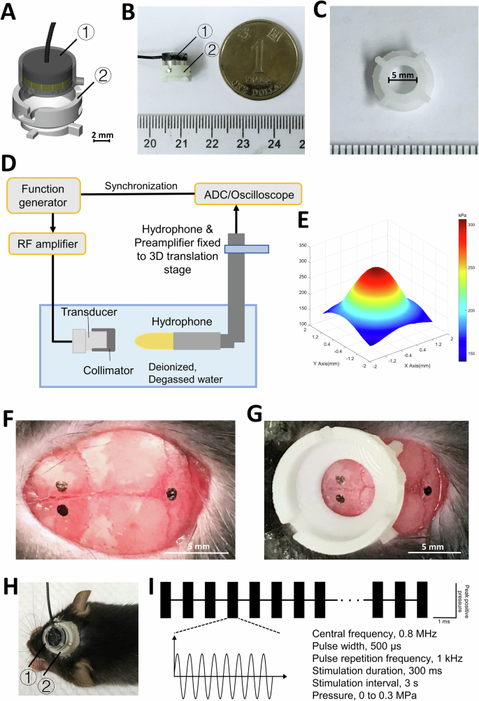 Fig. 1: Millimeter-scale ultrasound setup on mouse heads to sonogenetically target region of interest.