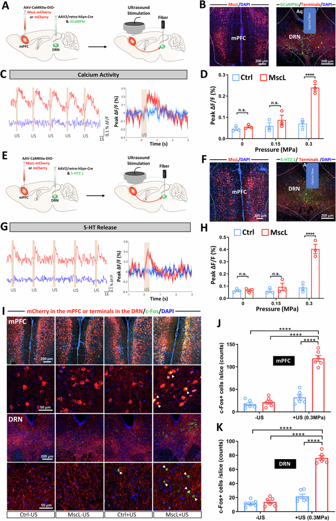 Fig. 2: Sonogenetic neuromodulation of DRN-projecting excitatory mPFC neurons increases neuronal activity along the mPFC-to-DRN circuit.