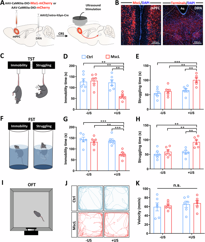 Fig. 3: Sonogenetic neuromodulation of DRN-projecting excitatory mPFC neurons rapidly alleviates despair-like behaviors in stressed mice.