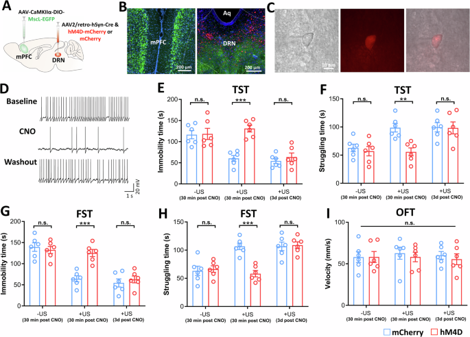 Fig. 4: Activation of DRN neurons is necessary to alleviate despair-like behaviors through sonogenetic neuromodulation of the mPFC-DRN circuit.