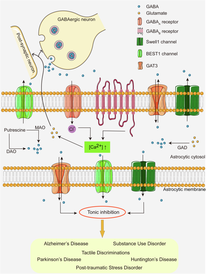 gaba receptor repair alcoholism glutamine glutathione precursors Glial-neuronal crosstalk via signaling: mechanistic insights into neuropsychiatric and neurological pathophysiology Size:Individual NO_Block glutathione tomato Jam Tomato,