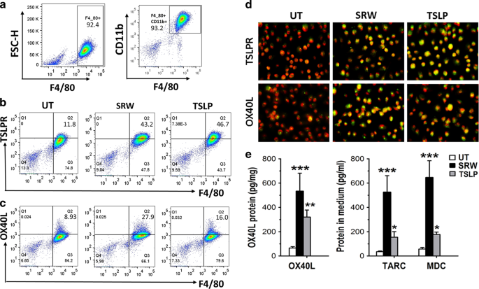 Short Ragweed Pollen Promotes M2 Macrophage Polarization Via Tslp Tslpr Ox40l Signaling In Allergic Inflammation Mucosal Immunology