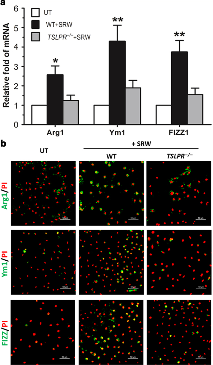 Short Ragweed Pollen Promotes M2 Macrophage Polarization Via Tslp Tslpr Ox40l Signaling In Allergic Inflammation Mucosal Immunology