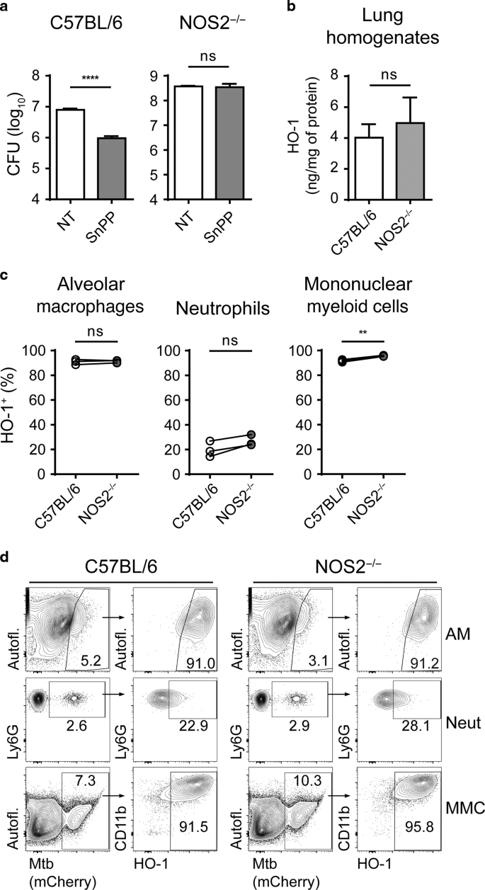 Heme oxygenase-1 inhibition promotes IFN - and NOS2-mediated 