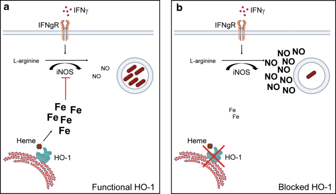 Heme oxygenase-1 inhibition promotes IFN - and NOS2-mediated 