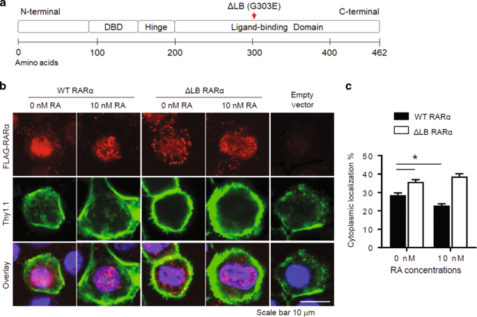 Fig. 5: Impact of RA and ligand-binding ability on nuclear versus cytoplasmic RARα localization.