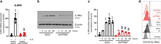 Fig. 3: PTPN2-knockdown macrophages fail to induce IL-4Rα upon treatment with IL-6.