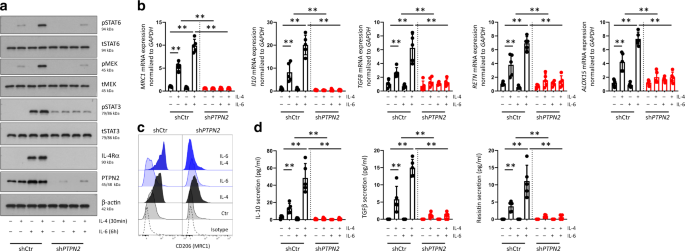 Fig. 4: Knockdown of PTPN2 inhibits IL-6-mediated promotion of IL-4 signaling and alternative macrophage activation.