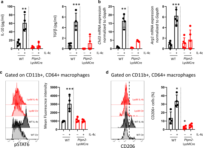 Fig. 5: PTPN2 deficiency in myeloid cells results in loss of macrophage response to IL-4 in vivo.