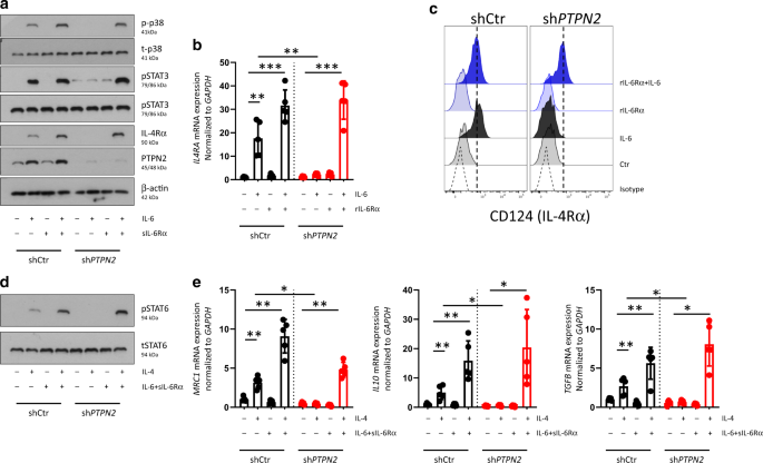 Fig. 6: Addition of soluble IL-6Rα restores the capacity of PTPN2-knockout macrophages to respond to IL-6.