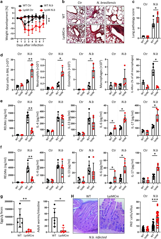 Fig. 7: Ptpn2-LysMCre mice are more susceptible to Nippostrongylus brasilensis infection.
