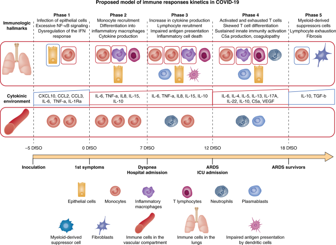 Fig. 2: Proposed model of immune responses kinetics in COVID-19.