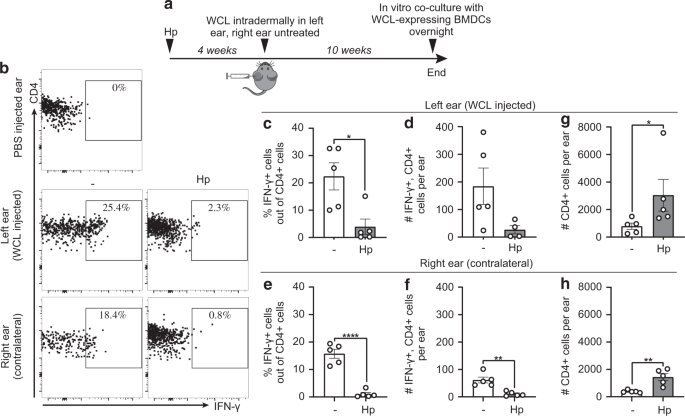 Fig. 1: Intestinal H. polygyrus infection dampens recall responses to mycobacterial antigens in the skin.