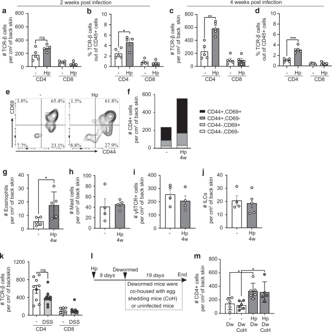 Fig. 2: Intestinal H. polygyrus infection alone causes T cells to accumulate in skin.