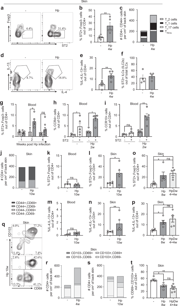 Fig. 4: Type 2 CD4+ T cells accumulate and persist in skin after H. polygyrus infection.