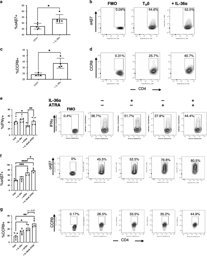 Fig. 6: IL-36α promotes the activation of human CD4+ T cells with colitogenic potential.