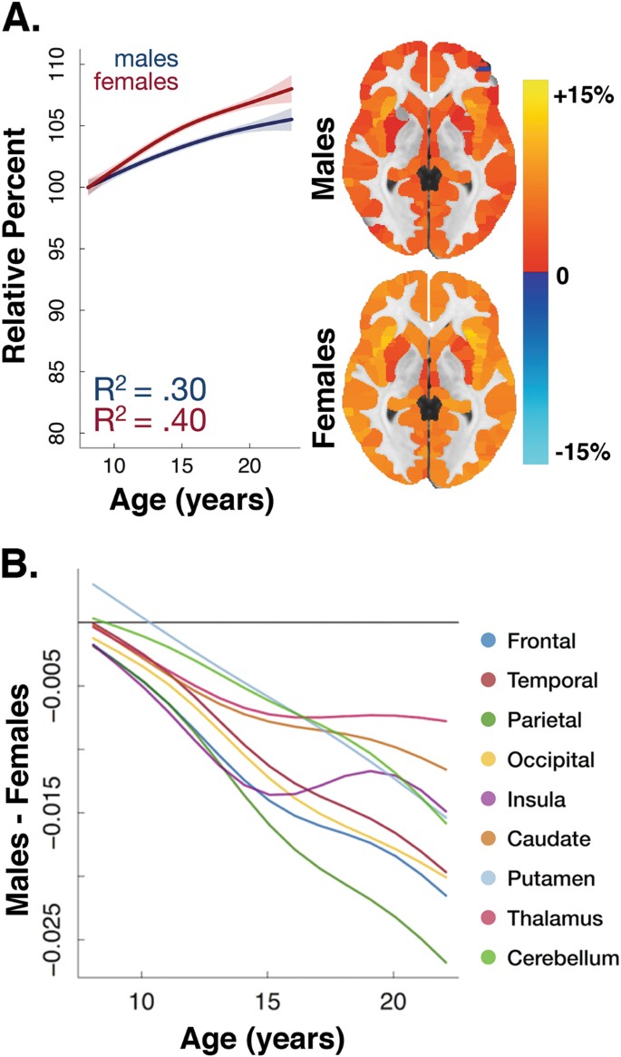 Gray Matter Density Increases During >> Sex Differences In The Developing Brain Insights From Multimodal Gray Matter Density Increases During >> Sex Differences In The Developing Brain Insights From Multimodal