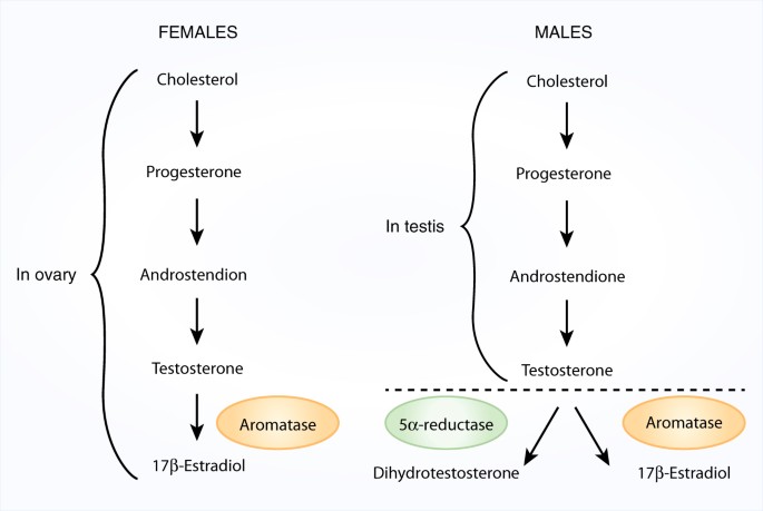 Sex Differences In Neural Mechanisms Mediating Reward And Addiction Neuropsychopharmacology