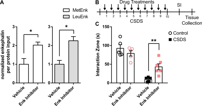 Reduced nucleus accumbens enkephalins underlie vulnerability to social defeat stress