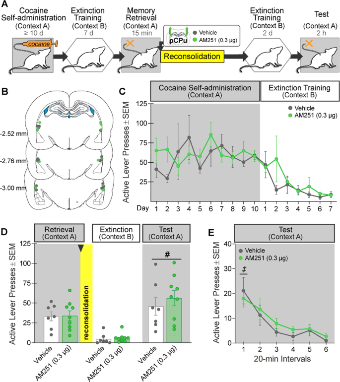 Basolateral amygdala CB1 receptors gate HPA axis activation and  context-cocaine memory strength during reconsolidation |  Neuropsychopharmacology