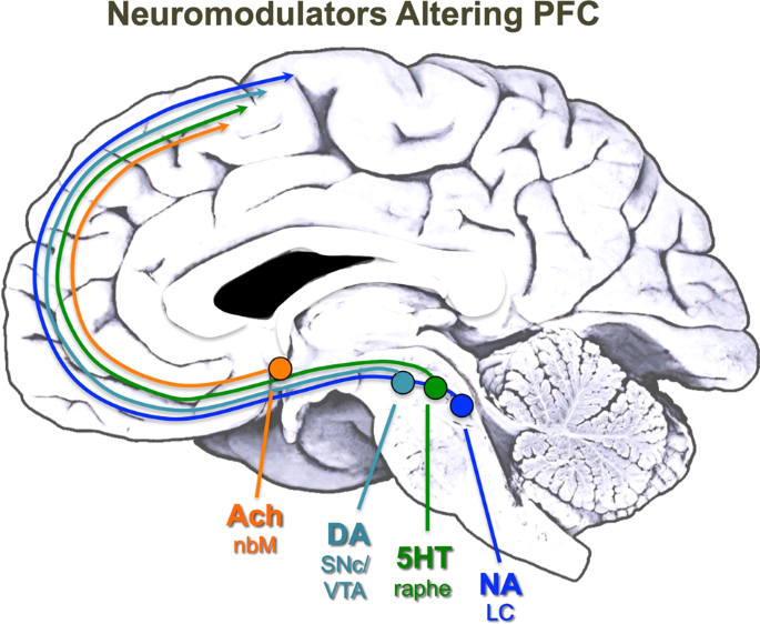 Fig. 1: The source of monoamine and cholinergic projections to the primate PFC.