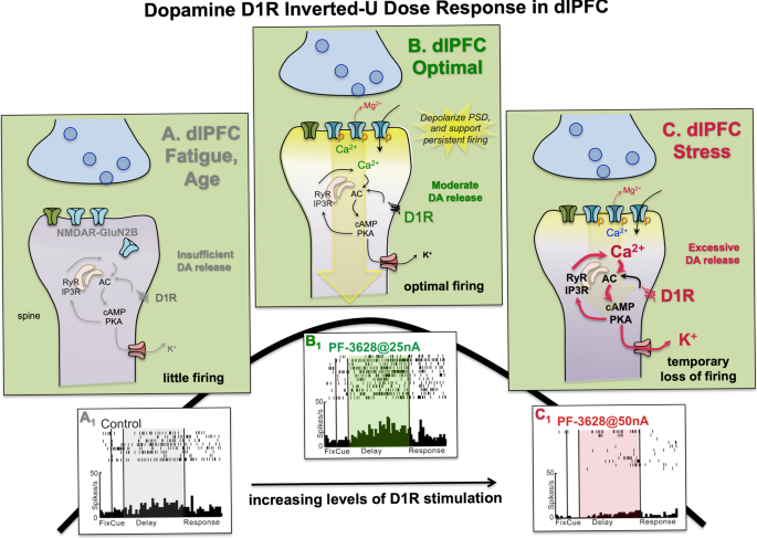 Fig. 4: DA actions at D1R have an inverted U dose response on dlPFC Delay cell firing.