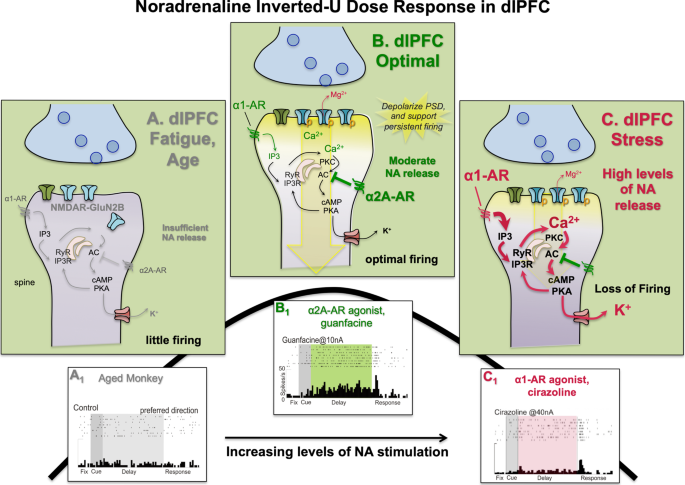 Fig. 5: NA has an inverted U dose response on dlPFC Delay cell firing through differential actions at α2A-AR vs. α1-AR.