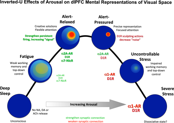 Fig. 6: Inverted U effects of the arousal modulators on network generation of mental representations of visual space held in working memory.