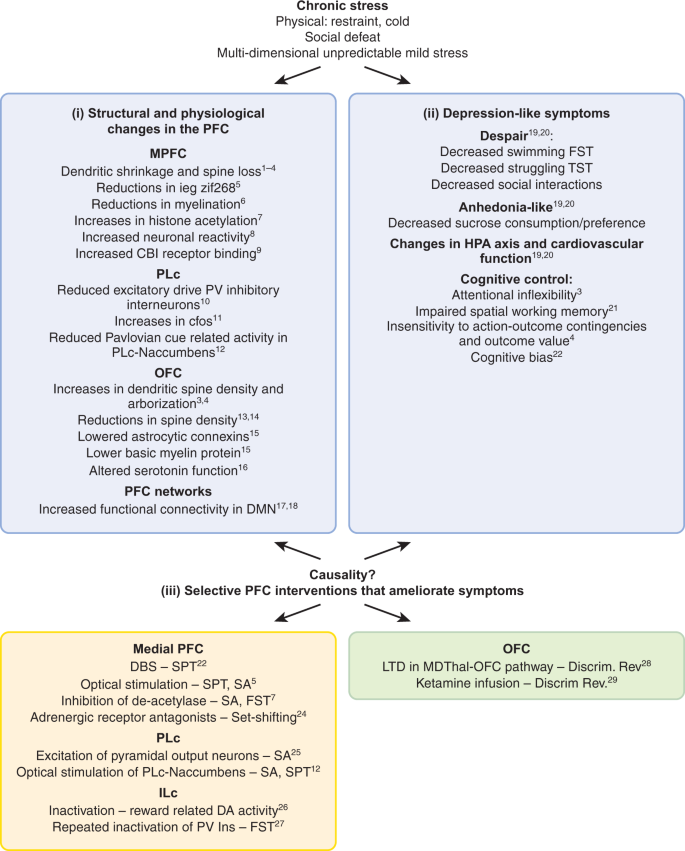 Prefrontal Cortex And Depression Neuropsychopharmacology