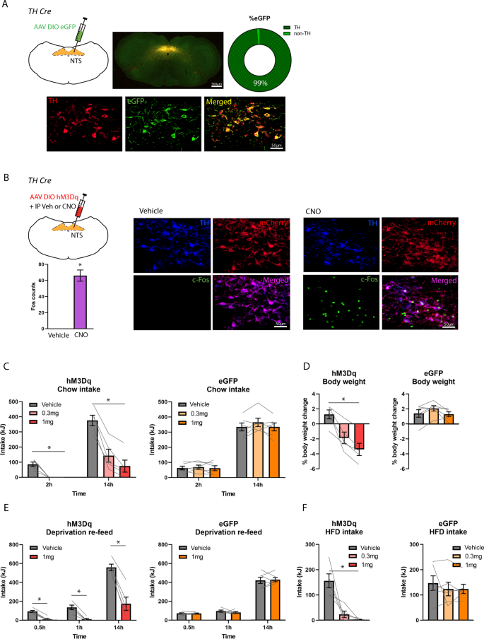 TrkB-expressing paraventricular hypothalamic neurons suppress