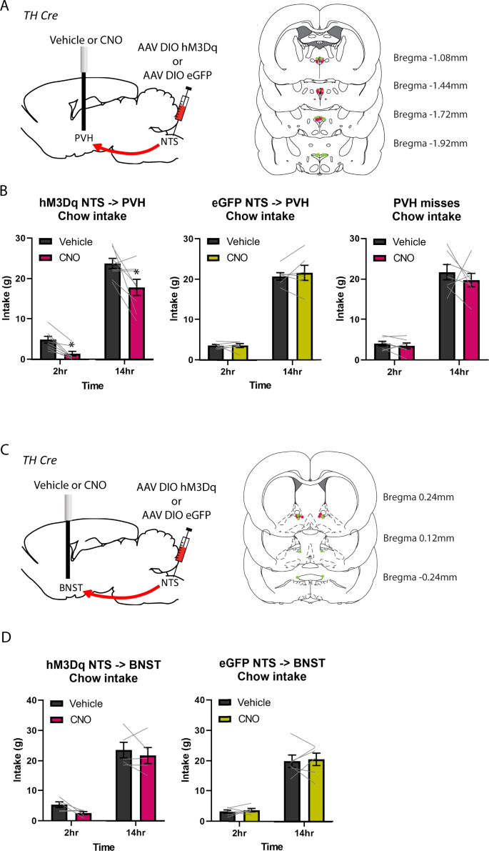 TrkB-expressing paraventricular hypothalamic neurons suppress appetite  through multiple neurocircuits