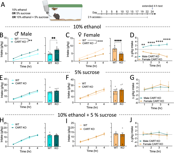 Fig. 1: CART has a sexually dimorphic effect on binge drinking.